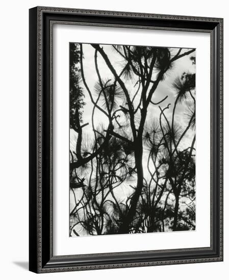 Tree and Snow, 1964-Brett Weston-Framed Photographic Print