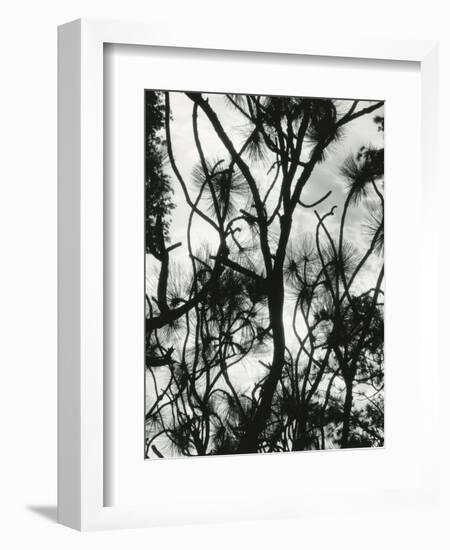 Tree and Snow, 1964-Brett Weston-Framed Photographic Print