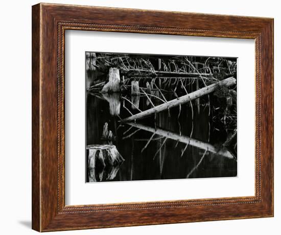 Tree and Water, High Sierra, c.1970-Brett Weston-Framed Photographic Print