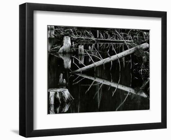 Tree and Water, High Sierra, c.1970-Brett Weston-Framed Photographic Print