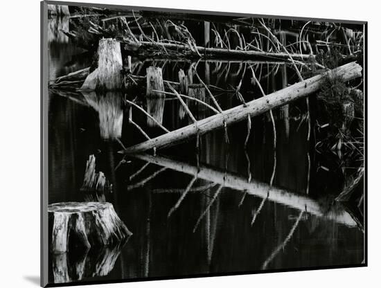 Tree and Water, High Sierra, c.1970-Brett Weston-Mounted Photographic Print