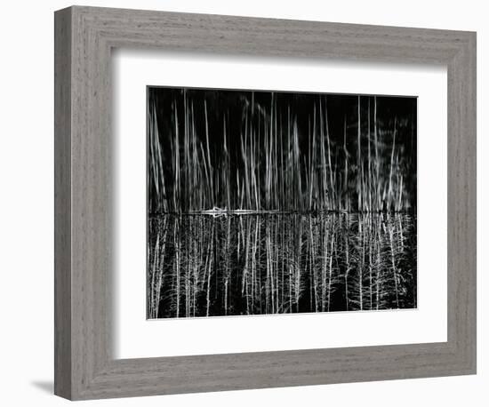 Tree and Water Reflection, High Sierra, c.1960-Brett Weston-Framed Photographic Print