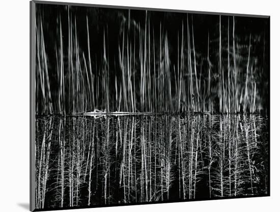Tree and Water Reflection, High Sierra, c.1960-Brett Weston-Mounted Photographic Print