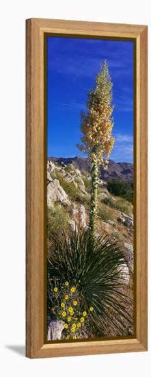 Tree at Anza Borrego Desert State Park, Borrego Springs, California, Usa-null-Framed Stretched Canvas