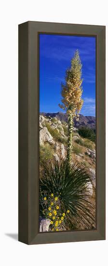 Tree at Anza Borrego Desert State Park, Borrego Springs, California, Usa-null-Framed Stretched Canvas