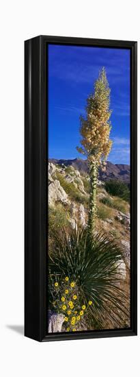 Tree at Anza Borrego Desert State Park, Borrego Springs, California, Usa-null-Framed Stretched Canvas