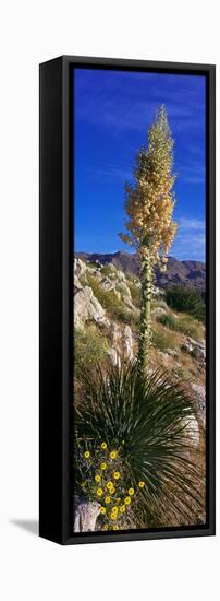 Tree at Anza Borrego Desert State Park, Borrego Springs, California, Usa-null-Framed Stretched Canvas