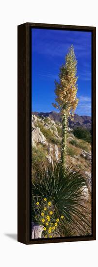 Tree at Anza Borrego Desert State Park, Borrego Springs, California, Usa-null-Framed Stretched Canvas