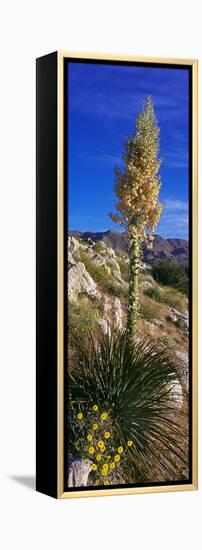 Tree at Anza Borrego Desert State Park, Borrego Springs, California, Usa-null-Framed Stretched Canvas