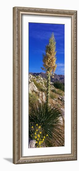 Tree at Anza Borrego Desert State Park, Borrego Springs, California, Usa-null-Framed Photographic Print