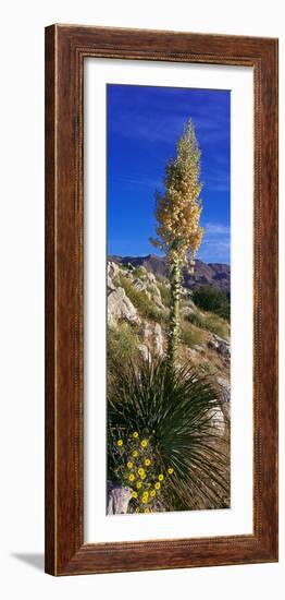 Tree at Anza Borrego Desert State Park, Borrego Springs, California, Usa-null-Framed Photographic Print