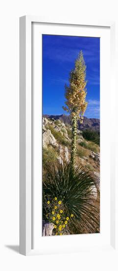Tree at Anza Borrego Desert State Park, Borrego Springs, California, Usa-null-Framed Photographic Print