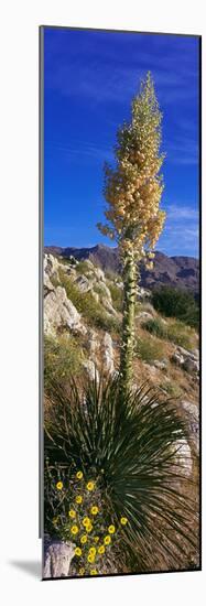 Tree at Anza Borrego Desert State Park, Borrego Springs, California, Usa-null-Mounted Photographic Print