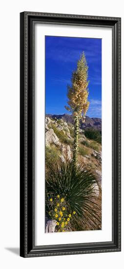 Tree at Anza Borrego Desert State Park, Borrego Springs, California, Usa-null-Framed Photographic Print