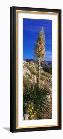 Tree at Anza Borrego Desert State Park, Borrego Springs, California, Usa-null-Framed Photographic Print