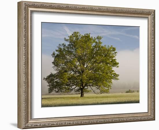 Tree at Sunrise, Cades Cove, Great Smoky Mountains National Park, Tennessee, Usa-Adam Jones-Framed Photographic Print
