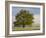 Tree at Sunrise, Cades Cove, Great Smoky Mountains National Park, Tennessee, Usa-Adam Jones-Framed Photographic Print