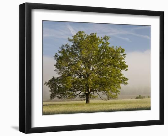 Tree at Sunrise, Cades Cove, Great Smoky Mountains National Park, Tennessee, Usa-Adam Jones-Framed Photographic Print