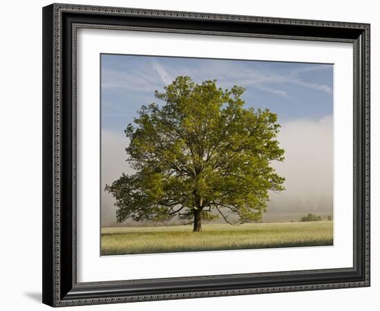 Tree at Sunrise, Cades Cove, Great Smoky Mountains National Park, Tennessee, Usa-Adam Jones-Framed Photographic Print