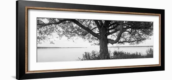 Tree at the Lakeside, Wisconsin, USA-null-Framed Photographic Print