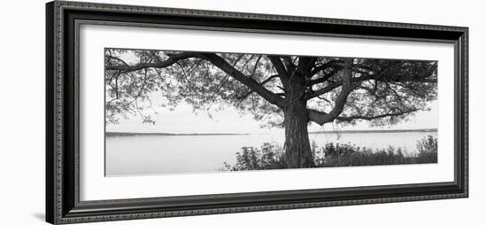 Tree at the Lakeside, Wisconsin, USA-null-Framed Photographic Print