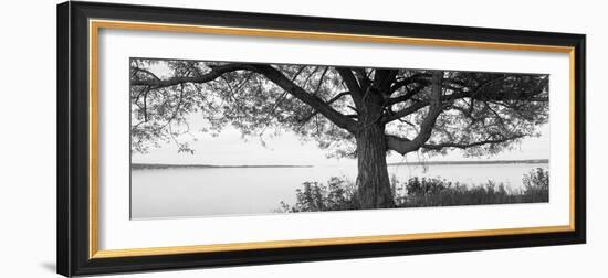 Tree at the Lakeside, Wisconsin, USA-null-Framed Photographic Print