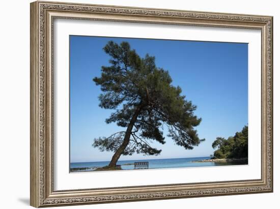 Tree At The Sea-István Nagy-Framed Photographic Print