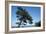 Tree At The Sea-István Nagy-Framed Photographic Print