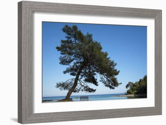 Tree At The Sea-István Nagy-Framed Photographic Print