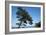 Tree At The Sea-István Nagy-Framed Photographic Print