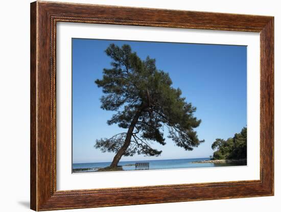 Tree At The Sea-István Nagy-Framed Photographic Print