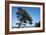 Tree At The Sea-István Nagy-Framed Photographic Print