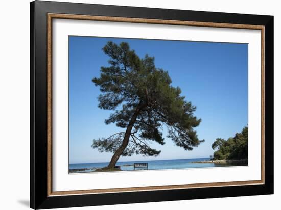 Tree At The Sea-István Nagy-Framed Photographic Print
