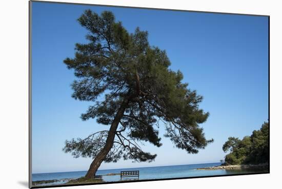 Tree At The Sea-István Nagy-Mounted Photographic Print