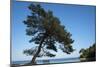 Tree At The Sea-István Nagy-Mounted Photographic Print