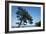 Tree At The Sea-István Nagy-Framed Photographic Print