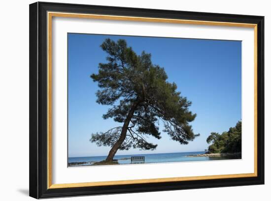 Tree At The Sea-István Nagy-Framed Photographic Print