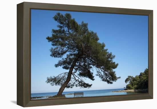 Tree At The Sea-István Nagy-Framed Premier Image Canvas