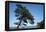 Tree At The Sea-István Nagy-Framed Premier Image Canvas