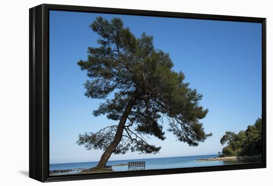 Tree At The Sea-István Nagy-Framed Premier Image Canvas