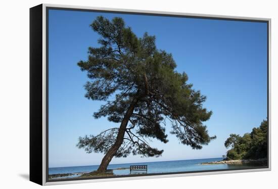 Tree At The Sea-István Nagy-Framed Premier Image Canvas