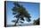 Tree At The Sea-István Nagy-Framed Premier Image Canvas