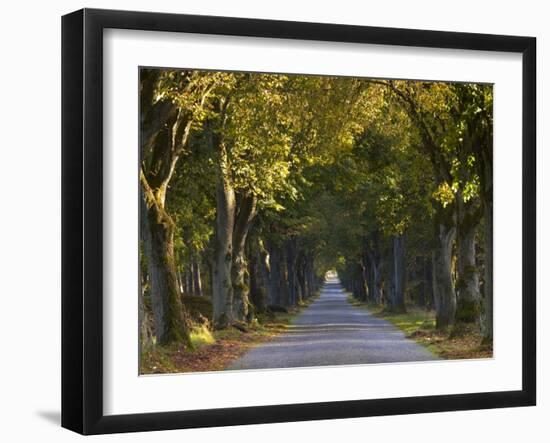 Tree Avenue in Fall, Senne, Nordrhein Westfalen (North Rhine Westphalia), Germany, Europe-Thorsten Milse-Framed Photographic Print