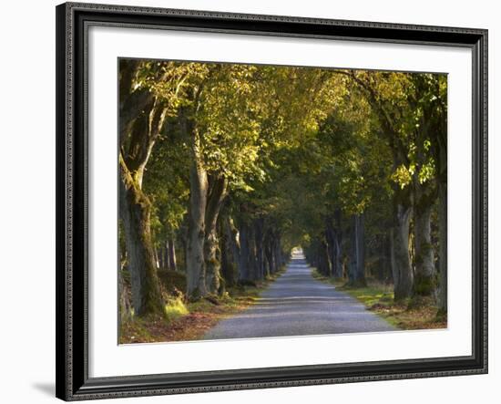 Tree Avenue in Fall, Senne, Nordrhein Westfalen (North Rhine Westphalia), Germany, Europe-Thorsten Milse-Framed Photographic Print