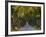 Tree Avenue in Fall, Senne, Nordrhein Westfalen (North Rhine Westphalia), Germany, Europe-Thorsten Milse-Framed Photographic Print