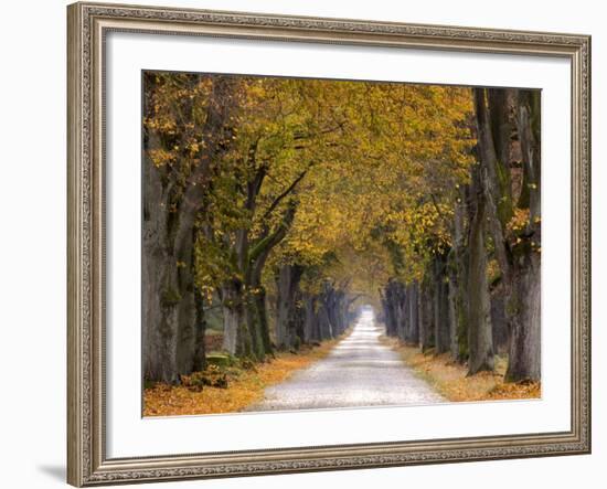 Tree Avenue, Old Tree Avenue, Bielefeld, Nordrhein Westfalen, Germany-Thorsten Milse-Framed Photographic Print