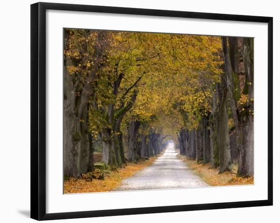 Tree Avenue, Old Tree Avenue, Bielefeld, Nordrhein Westfalen, Germany-Thorsten Milse-Framed Photographic Print