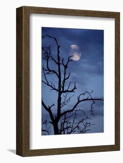 Tree, Bald, Silhouette, Heaven, Cloud, Moon, [M], Deciduous Tree, Old, Knobbily-Herbert Kehrer-Framed Photographic Print