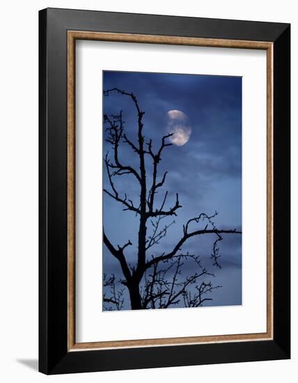 Tree, Bald, Silhouette, Heaven, Cloud, Moon, [M], Deciduous Tree, Old, Knobbily-Herbert Kehrer-Framed Photographic Print