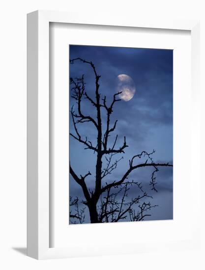 Tree, Bald, Silhouette, Heaven, Cloud, Moon, [M], Deciduous Tree, Old, Knobbily-Herbert Kehrer-Framed Photographic Print